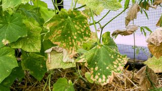 Yellow spots on leaves