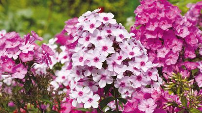 Phlox flowers 