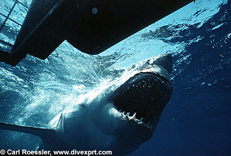 Image Gallery: Great White Sharks | Live Science