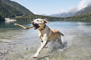 A labrador retriever running in a lake, and (like all labs would be) absolutely delighted with his new stick.