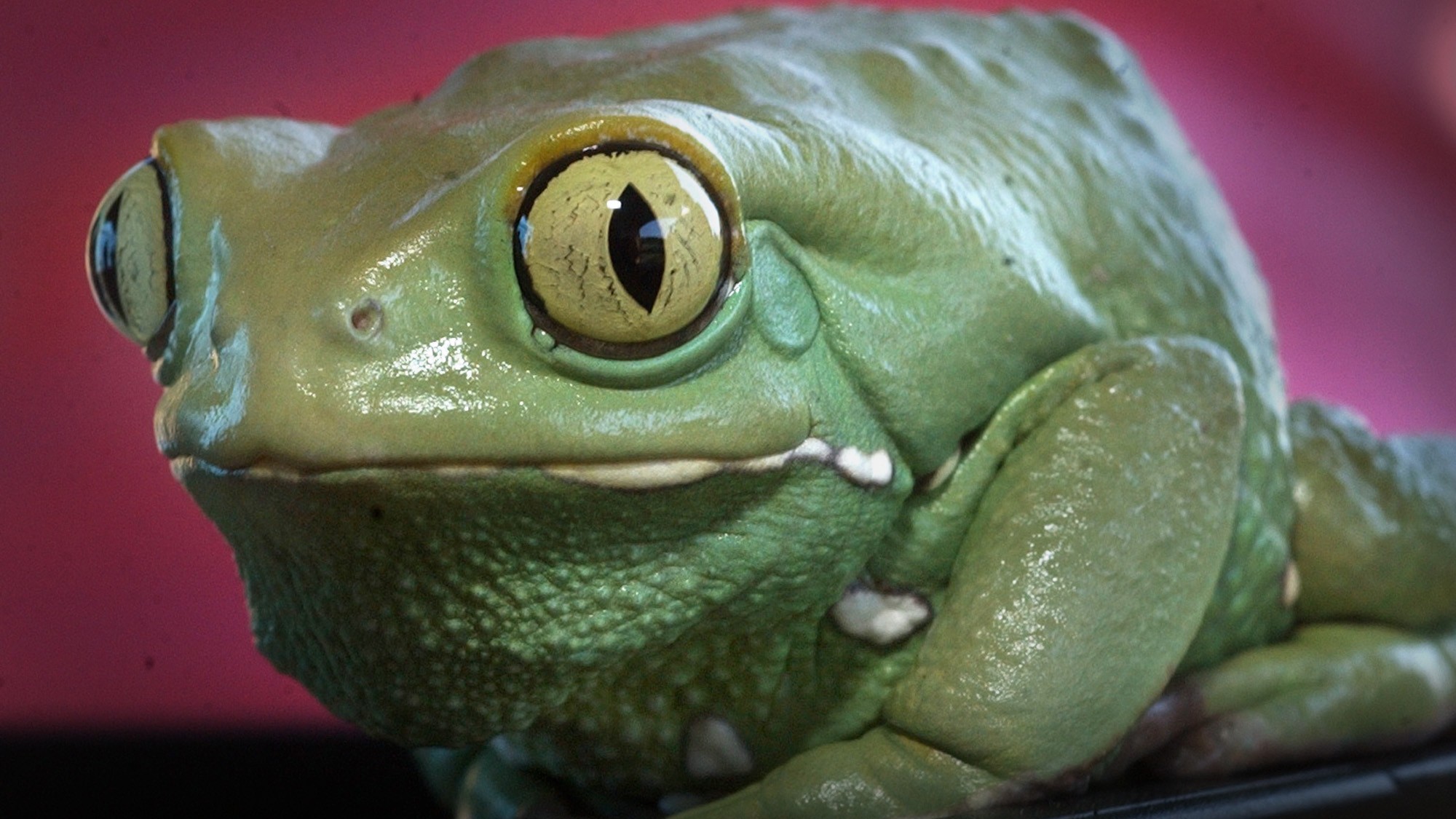 A waxy monkey tree frog from Brazil