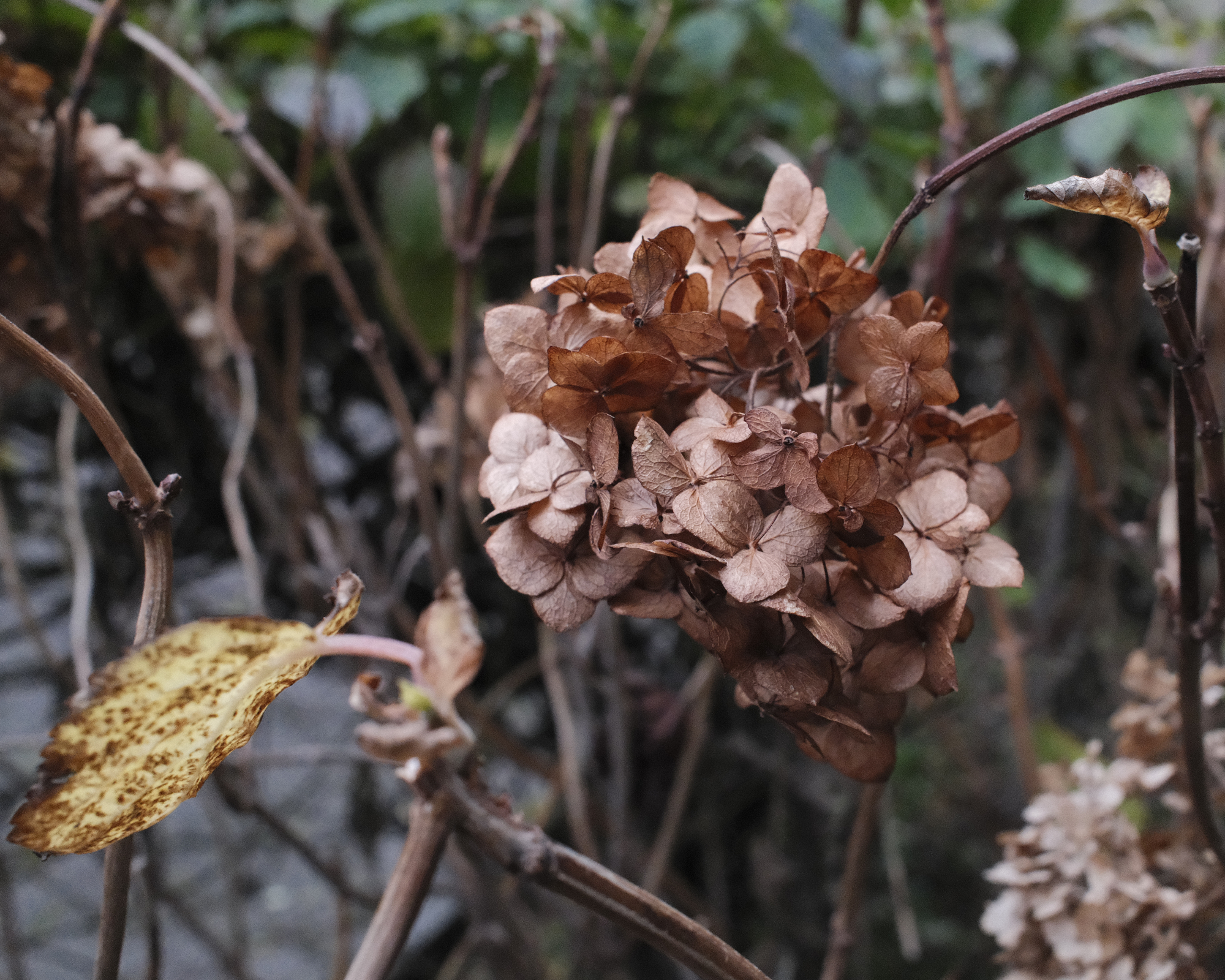 Brown dried hydrangea flowers stand prominently on a bush with fading leaves in an outdoor garden setting.