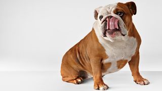 Portrait of British Bulldog, tongue sticking out