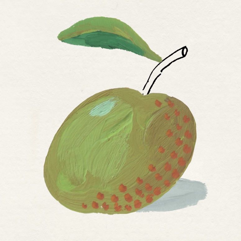 Colour illustration of a heritage apple