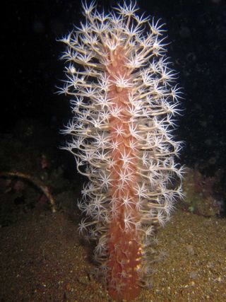 Veretillum Sea Pen Coral Feeding