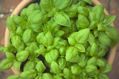 pruning basil for growth