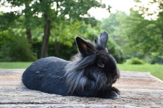 Lionhead Rabbit sat outside