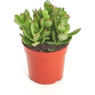 Shop Succulents Jade Succulent Plant, Crassula Ovata Fully Rooted Live 4