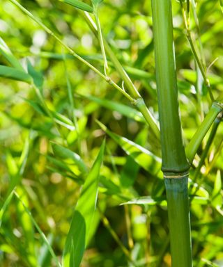 A close up of a bamboo stem in a bamboo forest