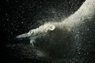 International Polar Bear Day images by photographers supplied by picfair