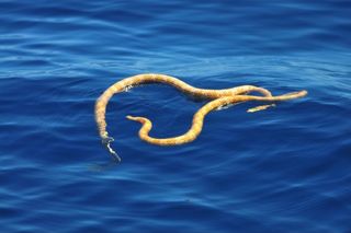 short-nosed sea snakes 