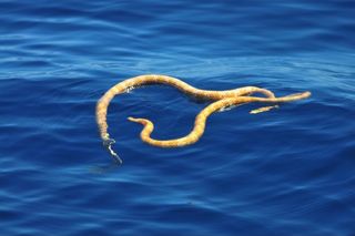 Snakes Might Be Lurking Under Massive Amounts of Sea-foam in Australia