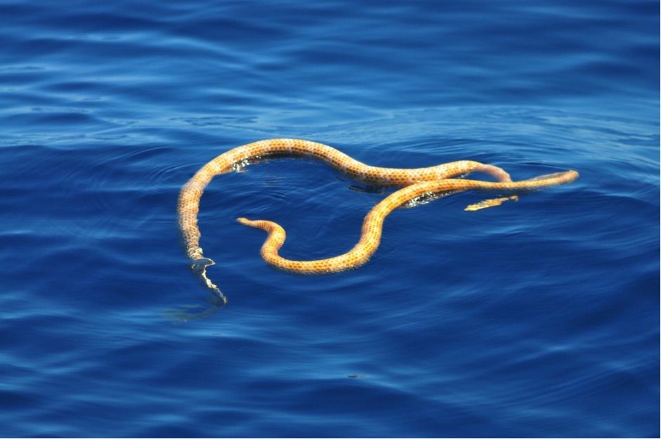 short-nosed sea snakes 