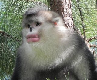 Just a few thousand Yunnan snub-nosed monkeys are still left in the wild, according to Paul Garber of the University of Illinois, Urbana.