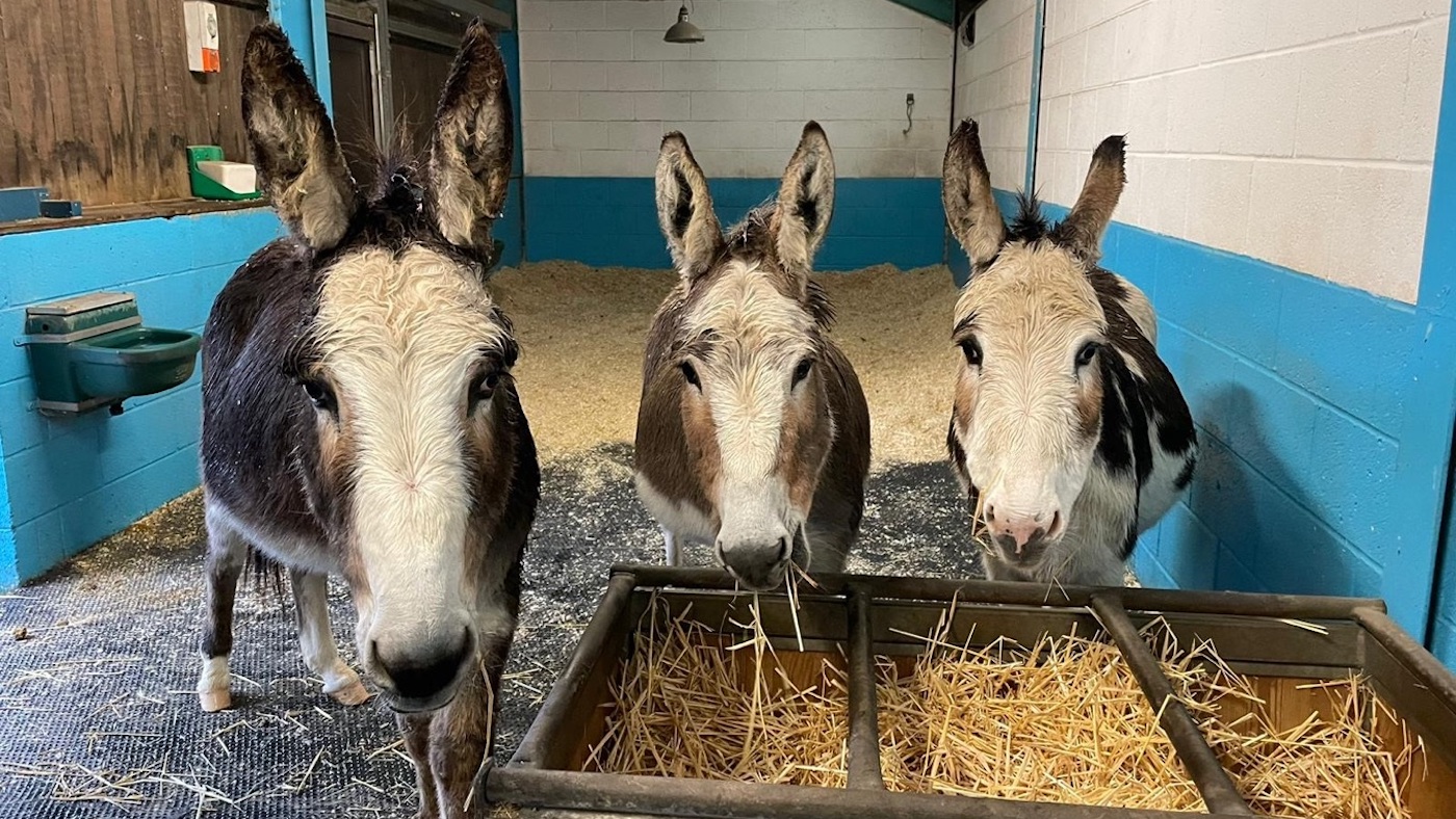 Three donkeys looking at the camera with a manger of hay in the foreground
