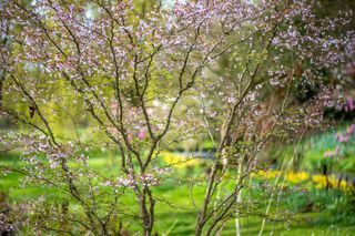 best flowering trees: Amelanchier flowers on tree