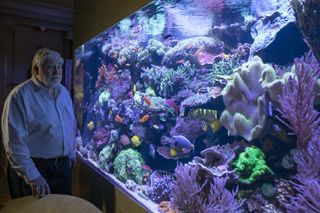 David Saxby’s world- famous private aquarium, containing exotic fish and coral.