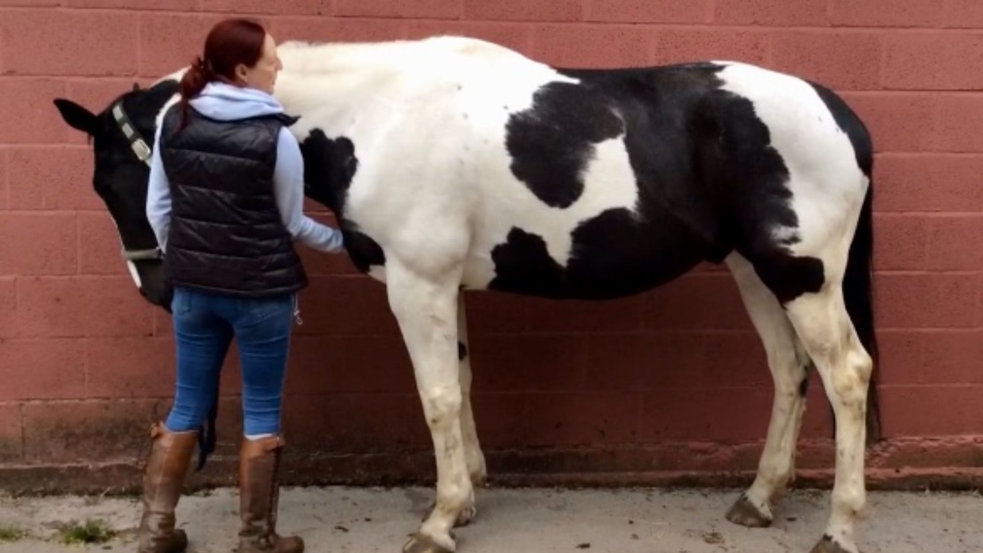 A piebald horse stood in profile against the backdrop of a brick wall. A woman stands in front of the horse&amp;rsquo;s shoulder with her right hand placed on his chest.