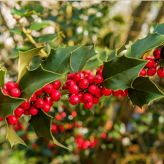 Closeup of ripe berries on American Holly tree branch on a bright sunny summer day