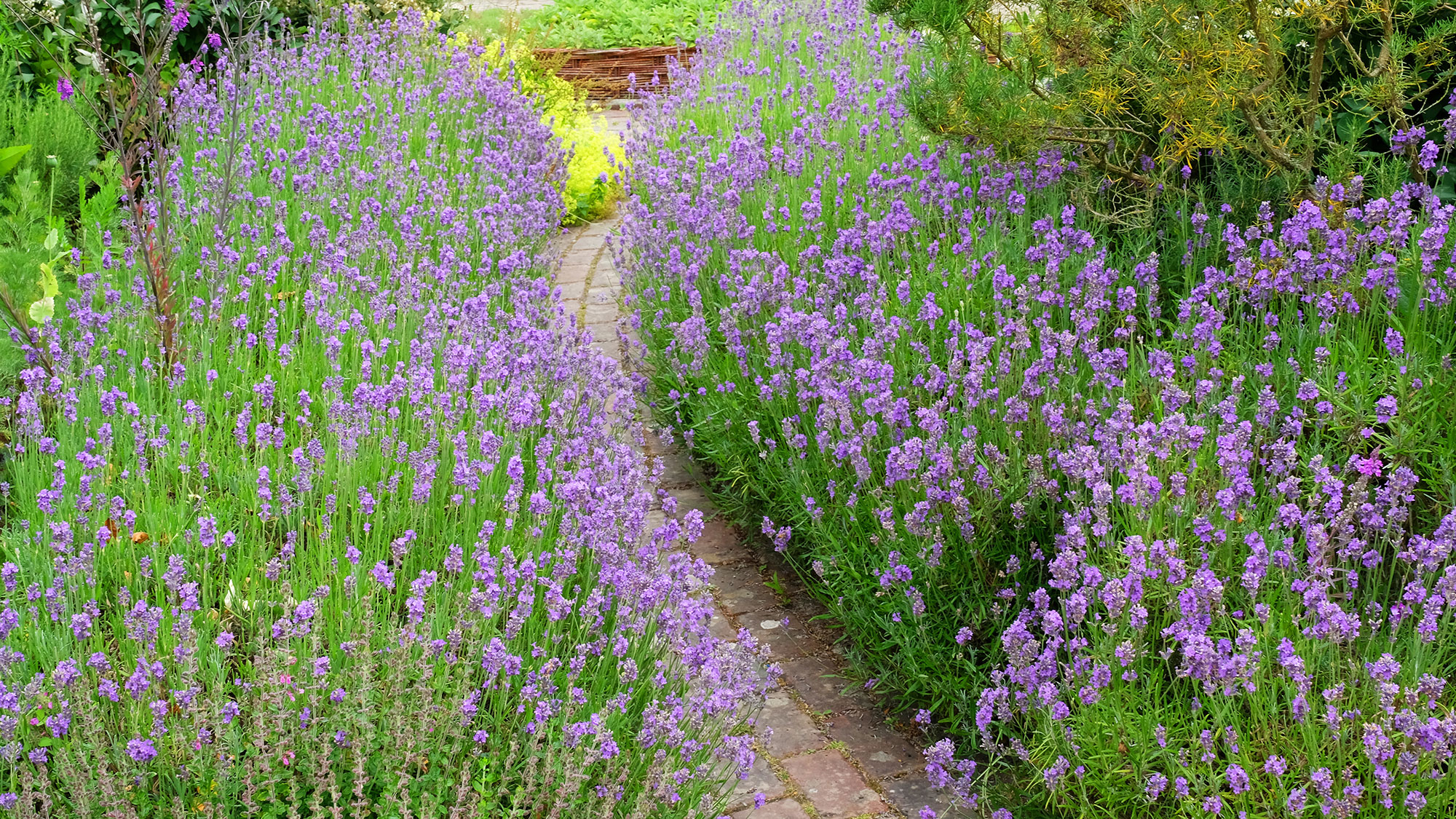 lavender hedge growing either side of a rustic garden path in a cottage-style garden