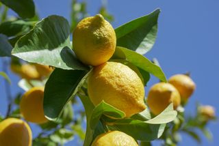 Close-Up of lemon tree