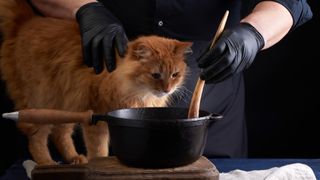 adult red cat sits on a table where a cook in a black uniform prepares food in a cast-iron skillet