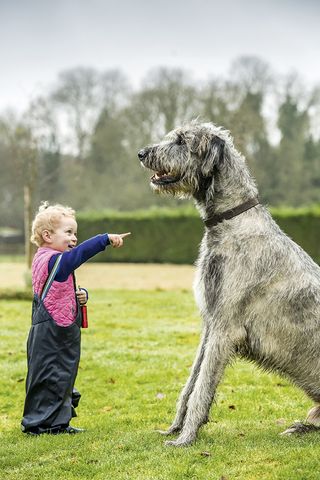 irish wolfhound