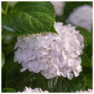 A white hydrangea plant from Walmart