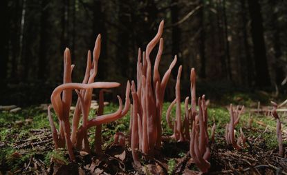 pink mushrooms