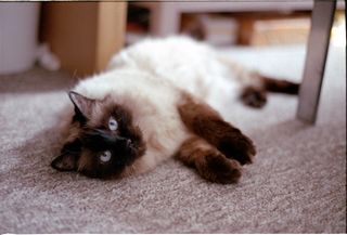 Cat laying on the floor