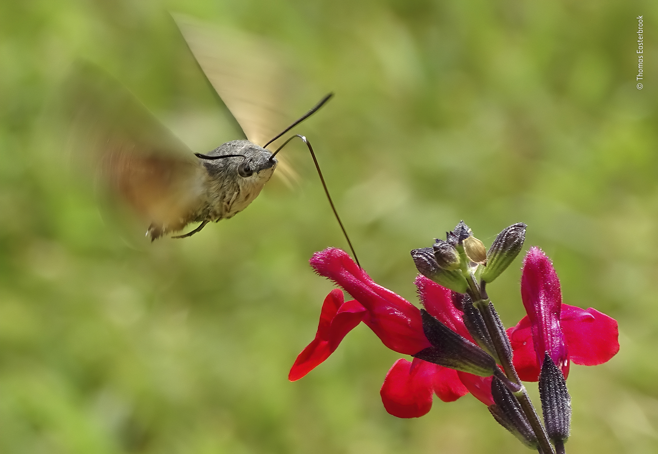 © Thomas Easterbrook - Wildlife Photographer of the Year