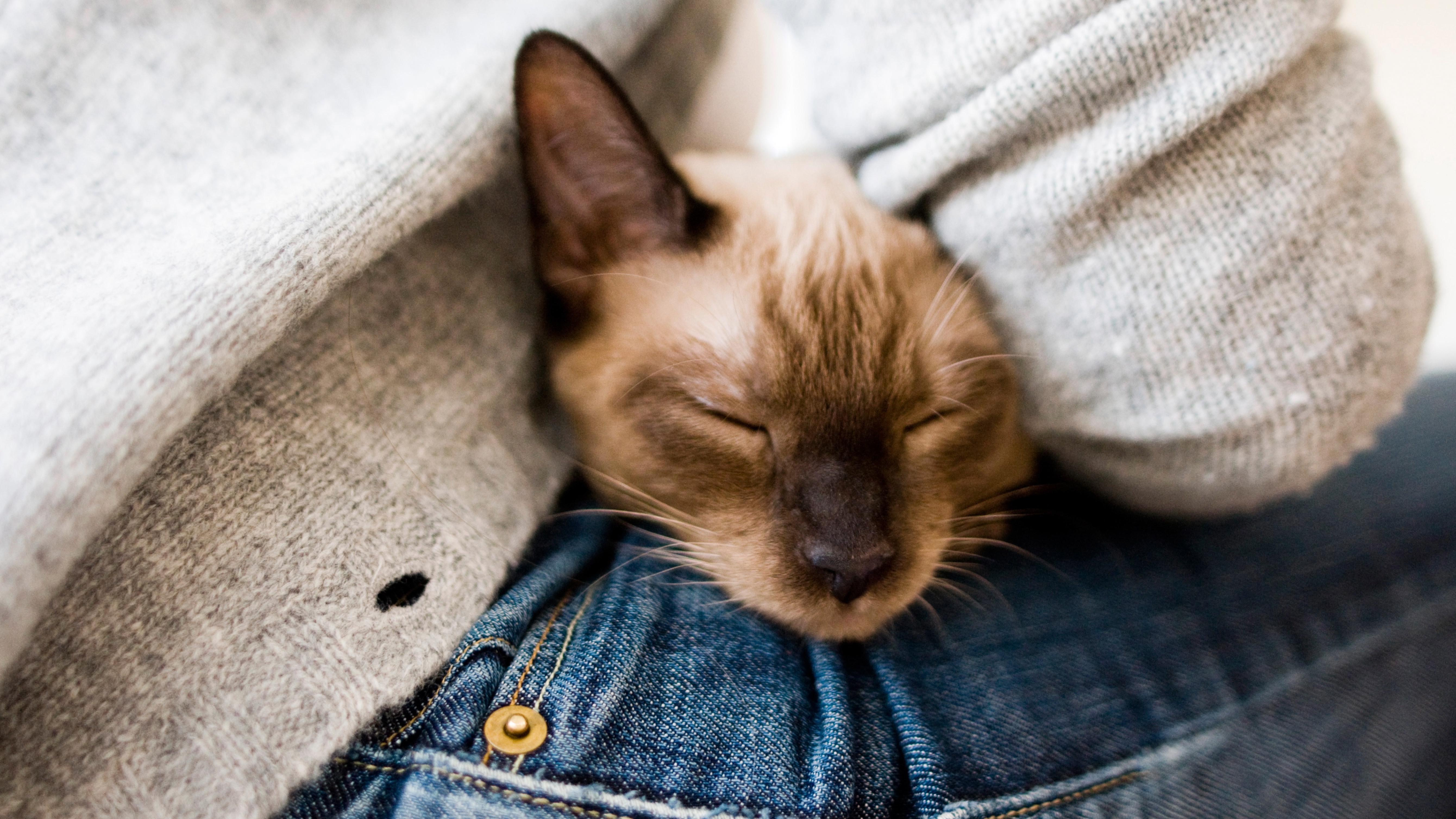 Close up of cat asleep on woman's lap