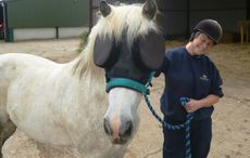 HorseWorld-Beatty-Mask-.jpg