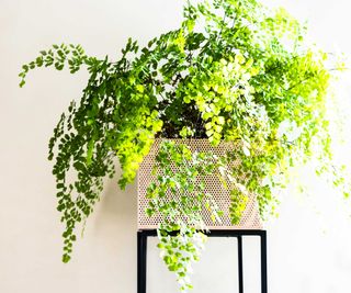 maidenhair fern in pot on stand indoors