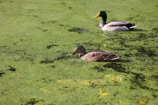 Ducks swimming in a pond full of algae