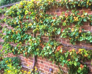 Apple tree espaliered against brick wall