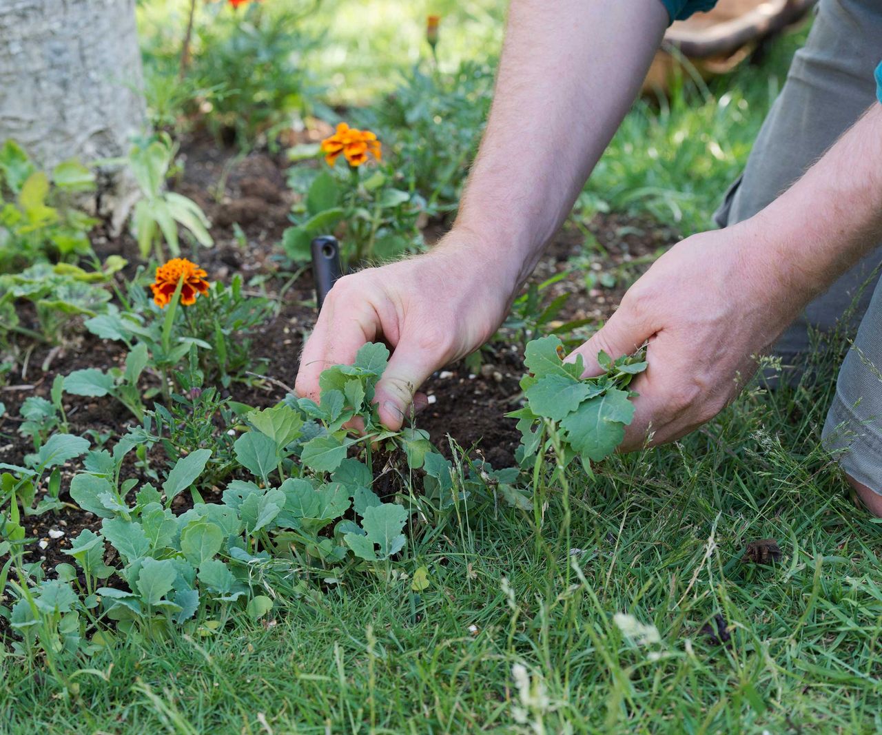 How to keep weeds out of flower beds clever ways to reduce garden