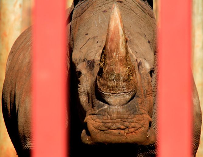 Rhino in cage, conservation