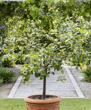 A lemon tree growing in a pot in a garden