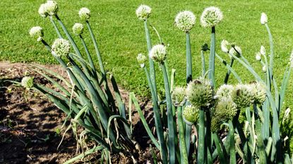 A bed of Welsh onions in a vegetable garden