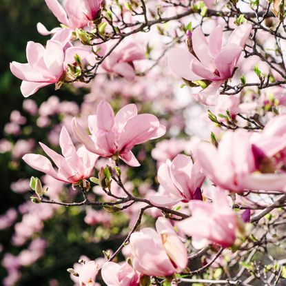 Stunning close-up of large pale pink magnolia flowers in full spring bloom on branches with fresh green buds. 
