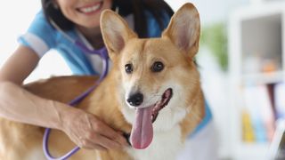 Corgi dog being looked over by vet