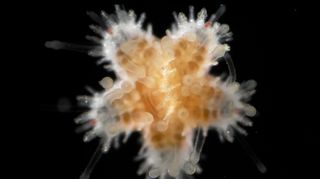 The baby sea star eats its sibling.