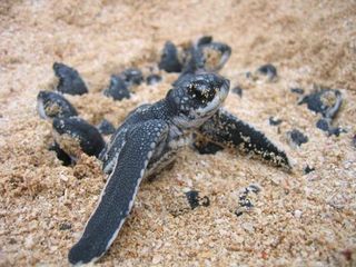 leatherback-turtle-baby-110404-02