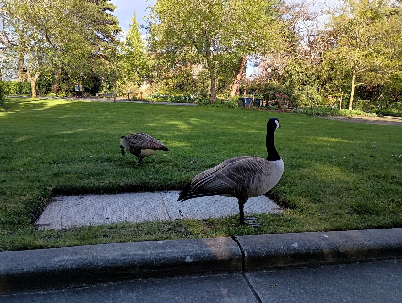Birds at a park