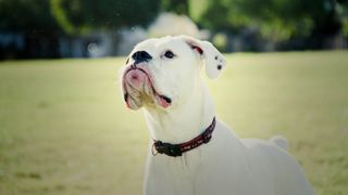 American bulldog