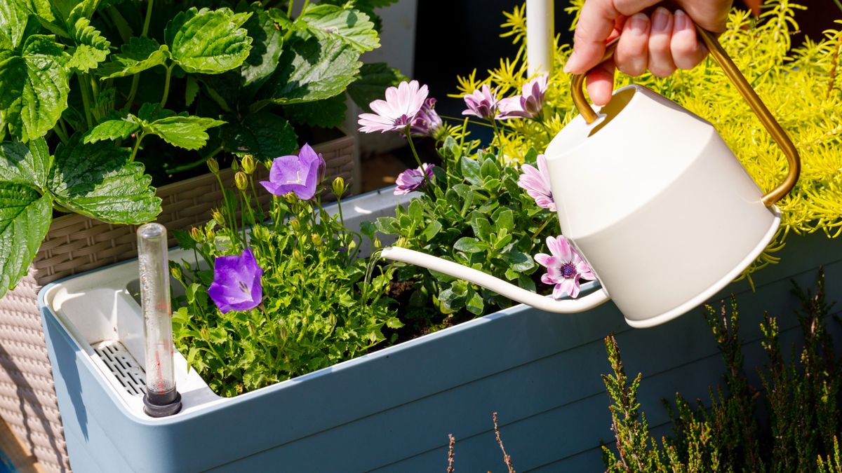 Check Self-Watering Pots and Raised Beds Have this Vital Feature in September or Risk Drowning Your Plants