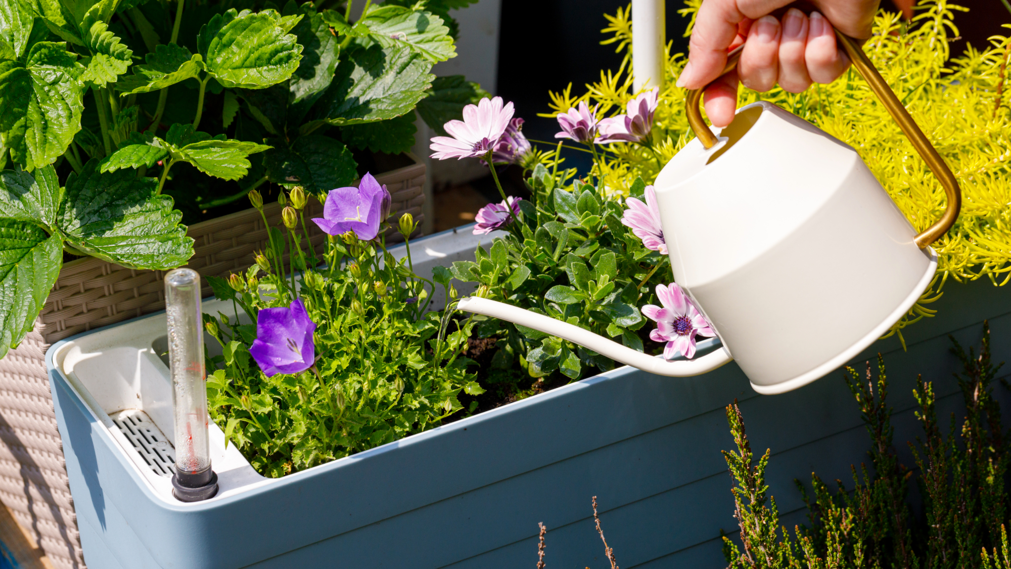 watering plants in a self-watering container