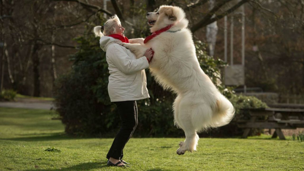 Crufts