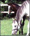 foal2.jpg